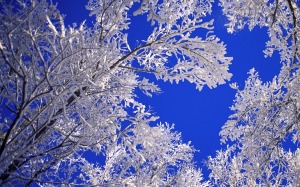 Winter_Beautiful